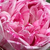 Rózsaszín - lila - Történelmi - bourbon rózsa - Honorine de Brabant